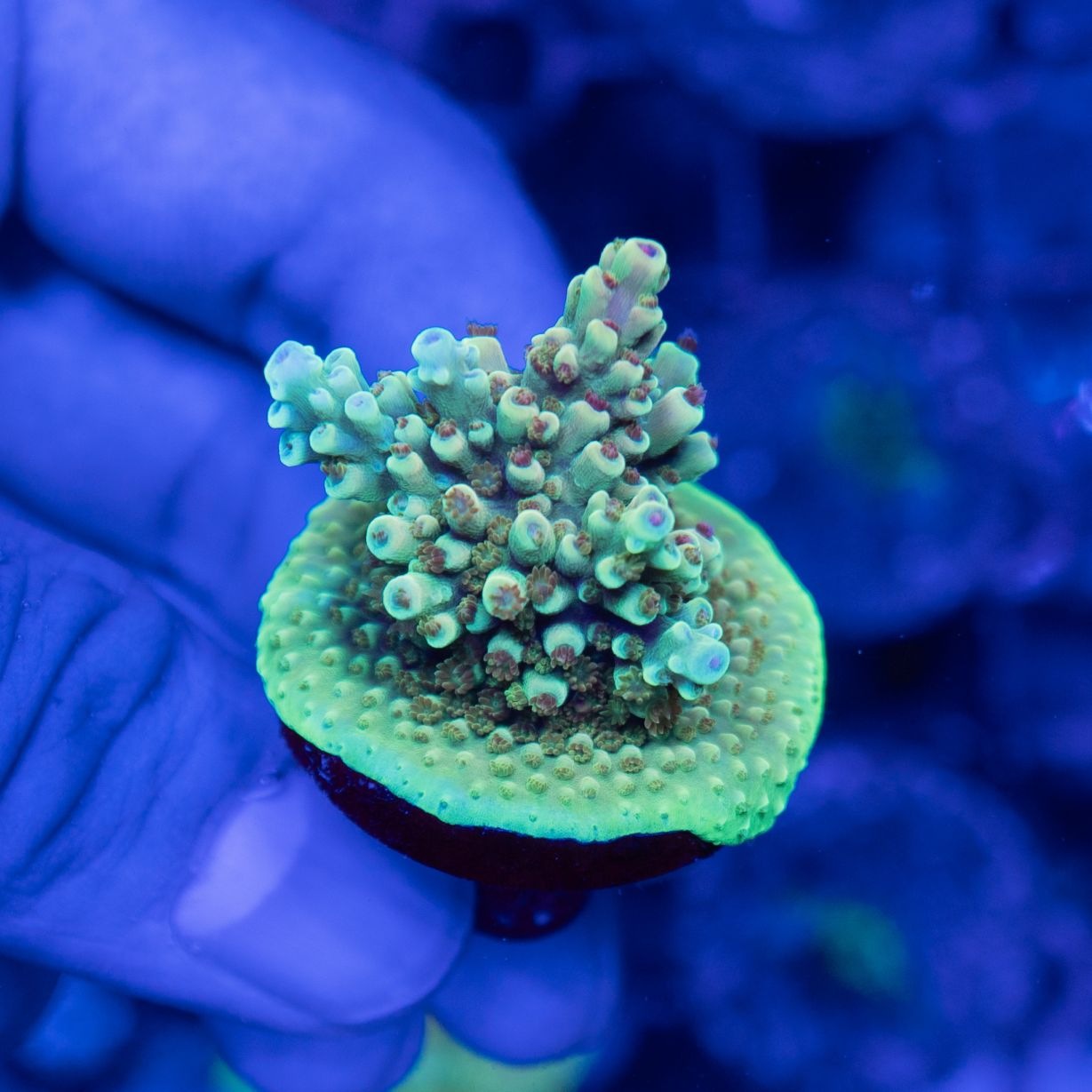 ミドリイシさん、 ミドリイシsp.~Special※個体指定不可 | サンゴ,SPS Coral,SPS