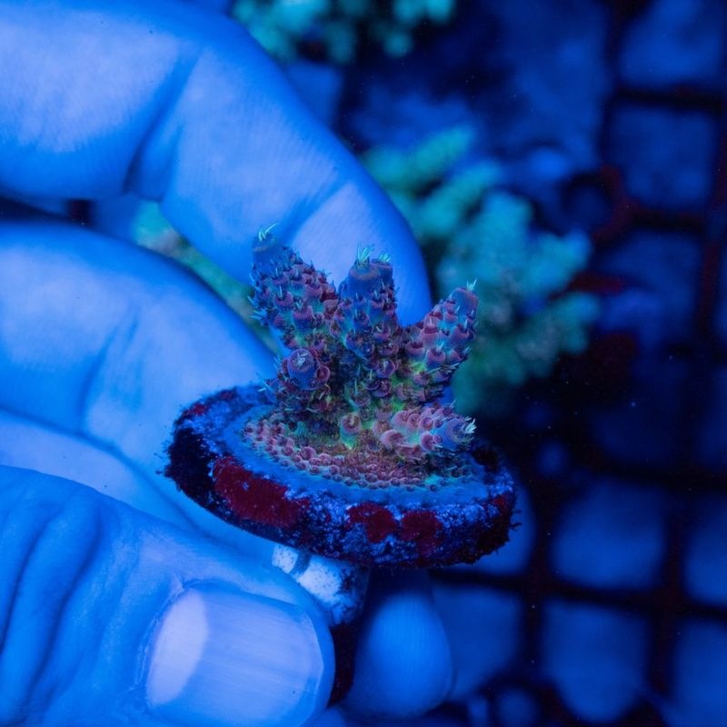 ミドリイシさん、 サンゴ,SPS Coral,ミドリイシ | Aquarium TALLMAN