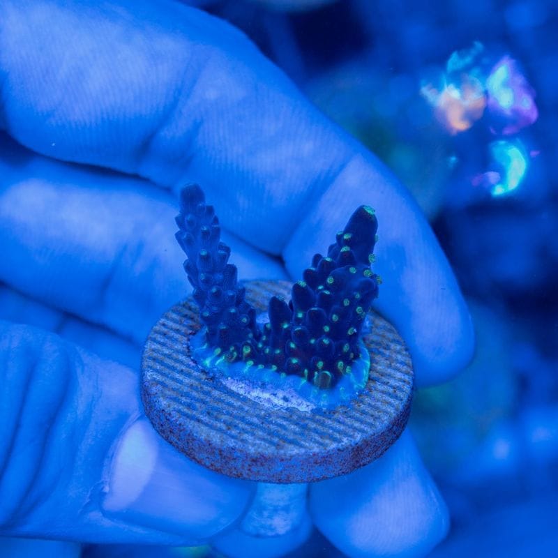 サンゴ,SPS Coral,SPSフラグ | Aquarium TALLMAN