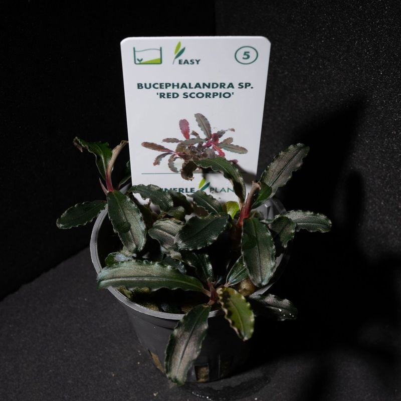Bucephalandra sp.オリーバ とアンダーレッド Bucephalandra sp.オリーバ とアンダーレッド 一点物