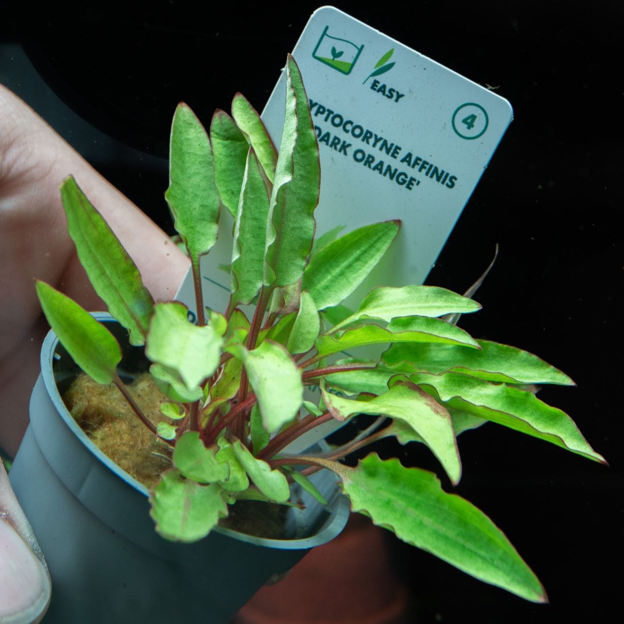 クリプトコリネ アフィニス ダークオレンジ デナリー便 | 水草,珍草