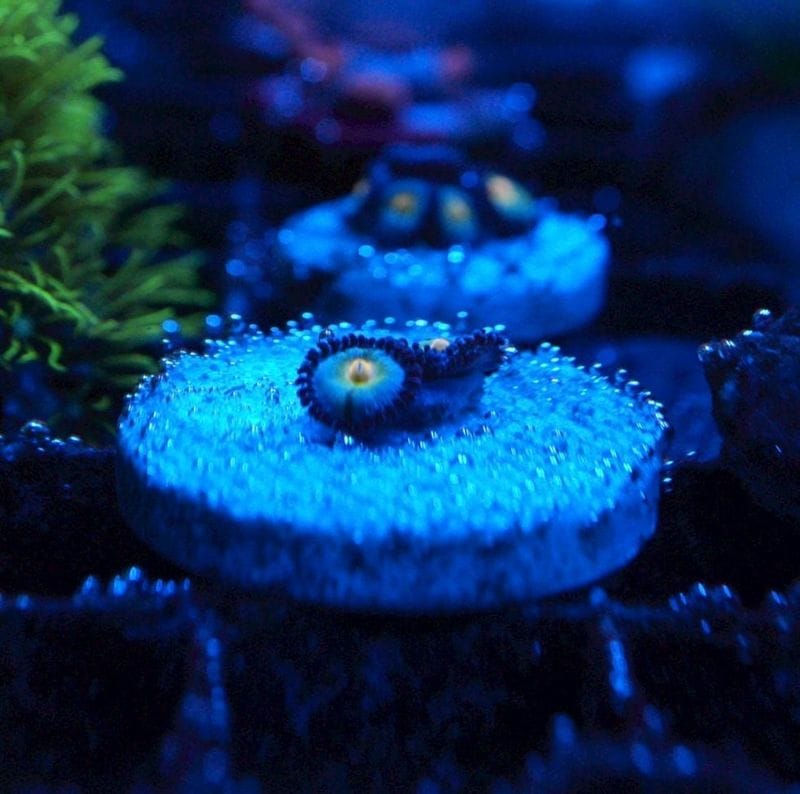 マメスナ(6) 種類　カラフル　フラグベース7cm マメスナ7種類 マメスナ(6) 種類 カラフル フラグベース7cm