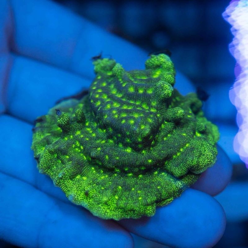 ハナガタサンゴ 黄色×蛍光グリーン ハナガタサンゴ 黄色×蛍光グリーン ハナガタサンゴ 黄色×蛍光