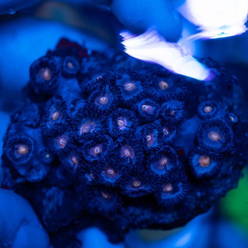マメスナ(6) 種類　カラフル　フラグベース7cm サンゴ,ソフトコーラル,マメスナギンチャク | Aquarium TALLMAN