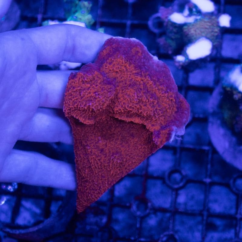 サンゴ,SPS Coral,コモンサンゴ | Aquarium TALLMAN