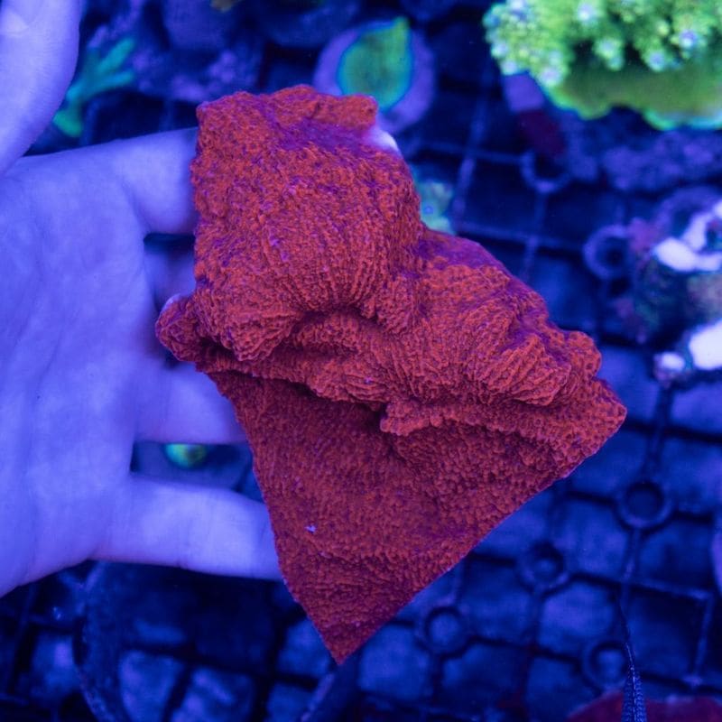 サンゴ,SPS Coral,コモンサンゴ | Aquarium TALLMAN