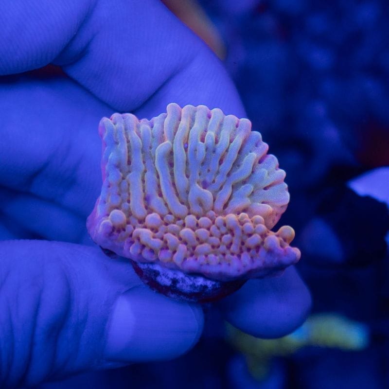 サンゴ,SPS Coral,コモンサンゴ | Aquarium TALLMAN