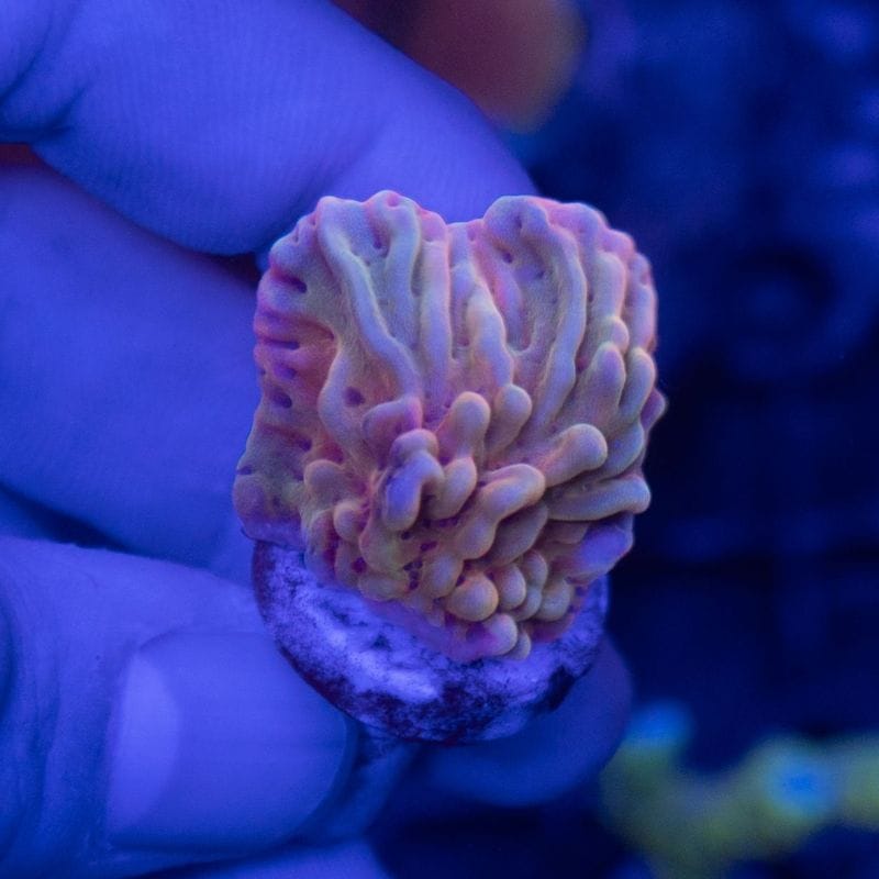 サンゴ,SPS Coral,コモンサンゴ | Aquarium TALLMAN
