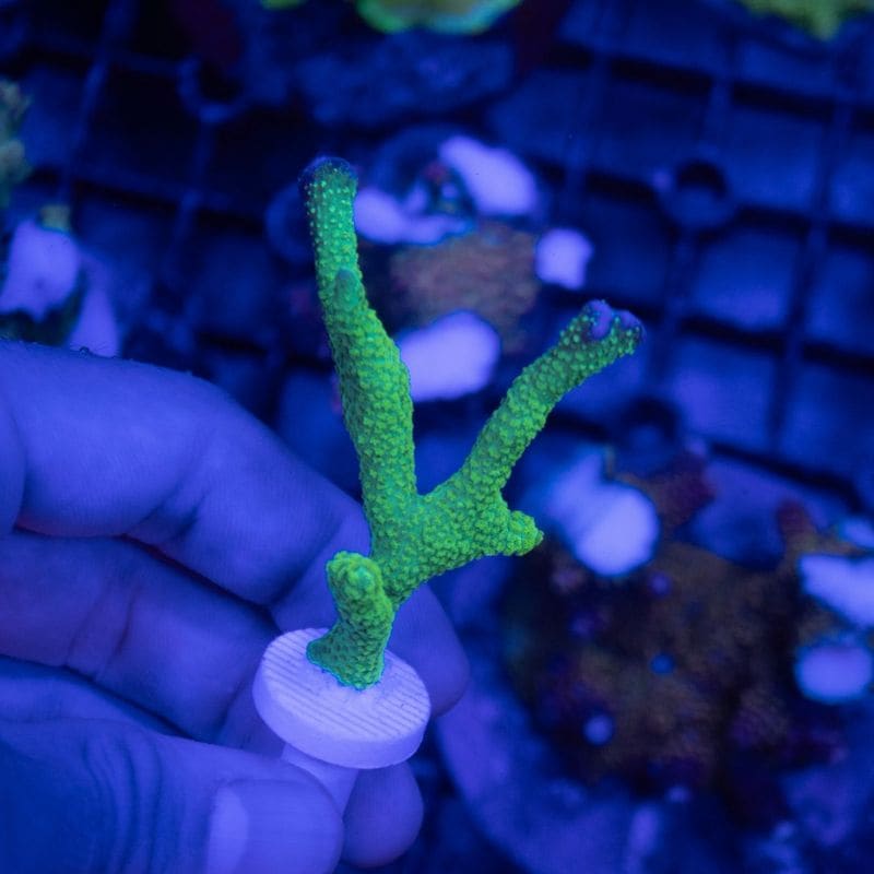 サンゴ,SPS Coral,コモンサンゴ | Aquarium TALLMAN