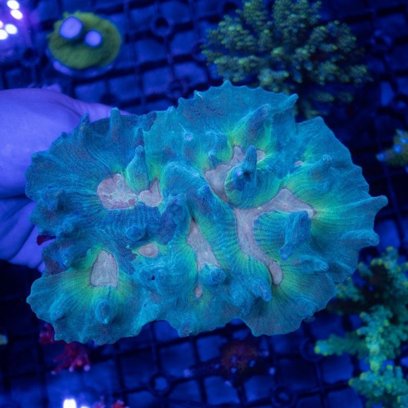 インドネシア　ウミバラ