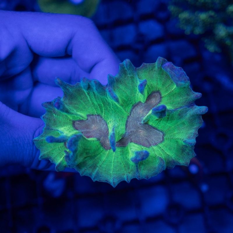 インドネシア　ウミバラ