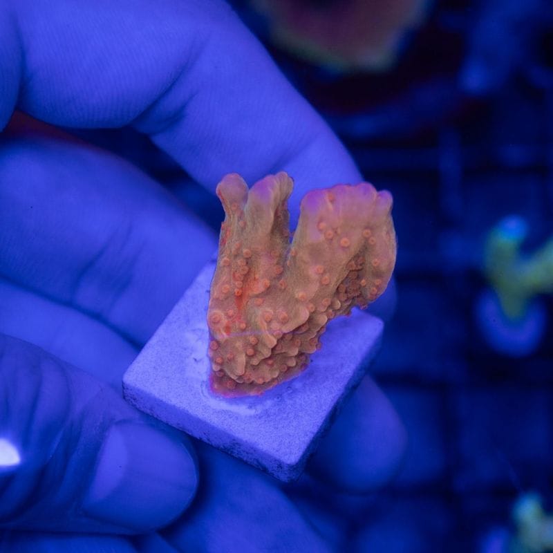 サンゴ,SPS Coral,コモンサンゴ | Aquarium TALLMAN