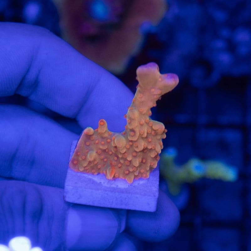 サンゴ,SPS Coral,コモンサンゴ | Aquarium TALLMAN