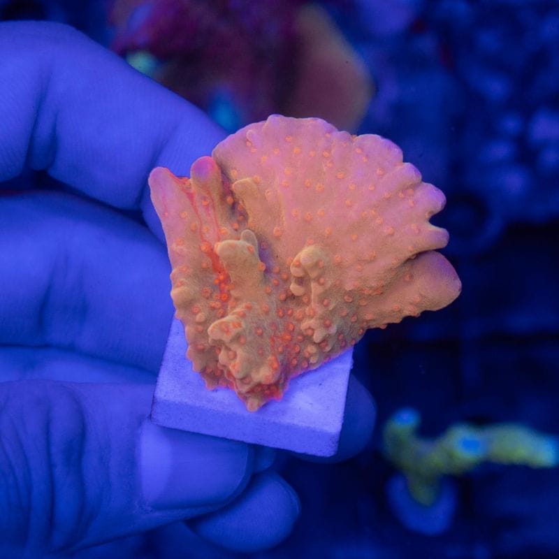 サンゴ,SPS Coral,コモンサンゴ | Aquarium TALLMAN