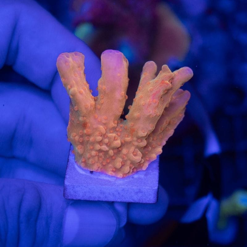 サンゴ,SPS Coral,コモンサンゴ | Aquarium TALLMAN