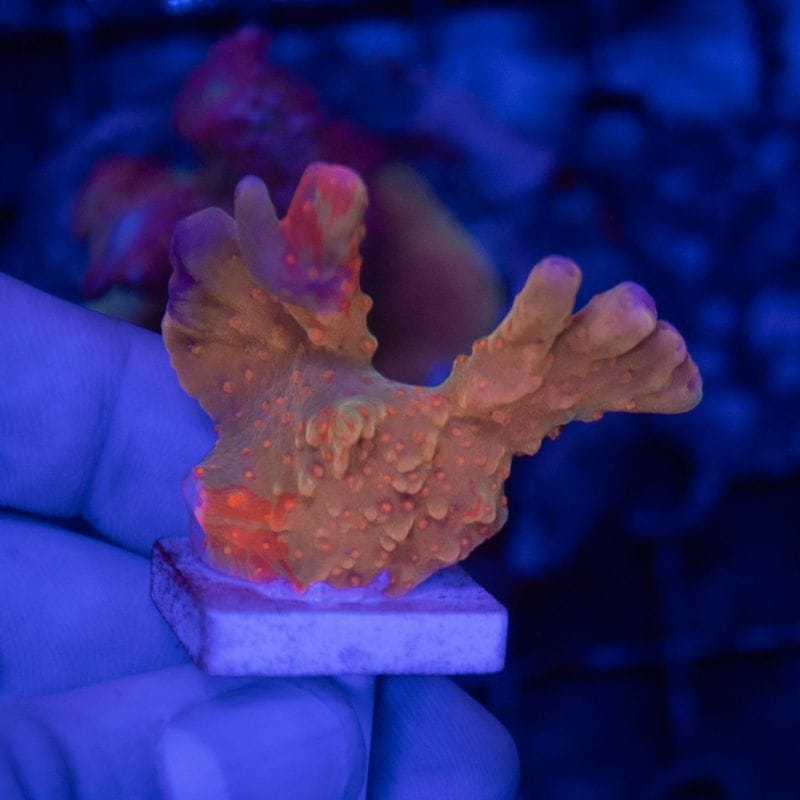 ウスコモンサンゴ　レッド　2つセット ウスコモンサンゴ レッド 2つセット 楽天市場】ウスコモンサンゴ