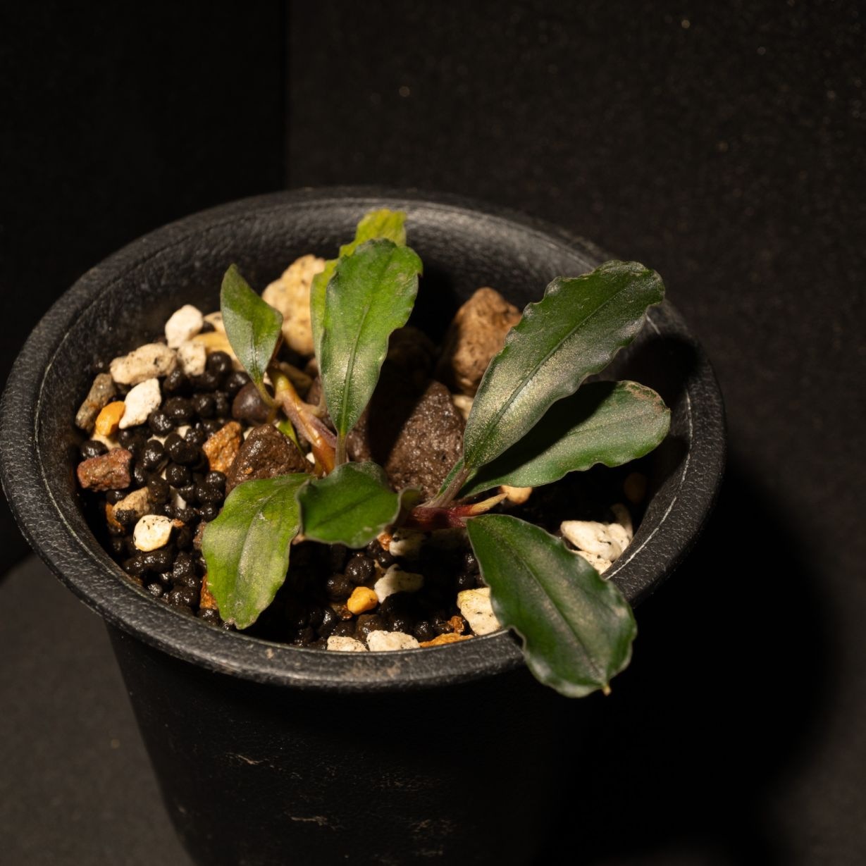 Bucephalandra sp/