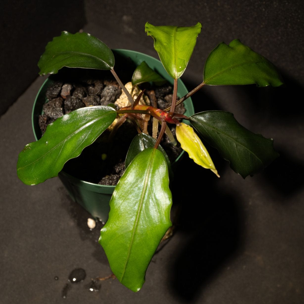 Bucephalandra sp.'Nanga Taman' ブセファランドラ ナンガタマン①
