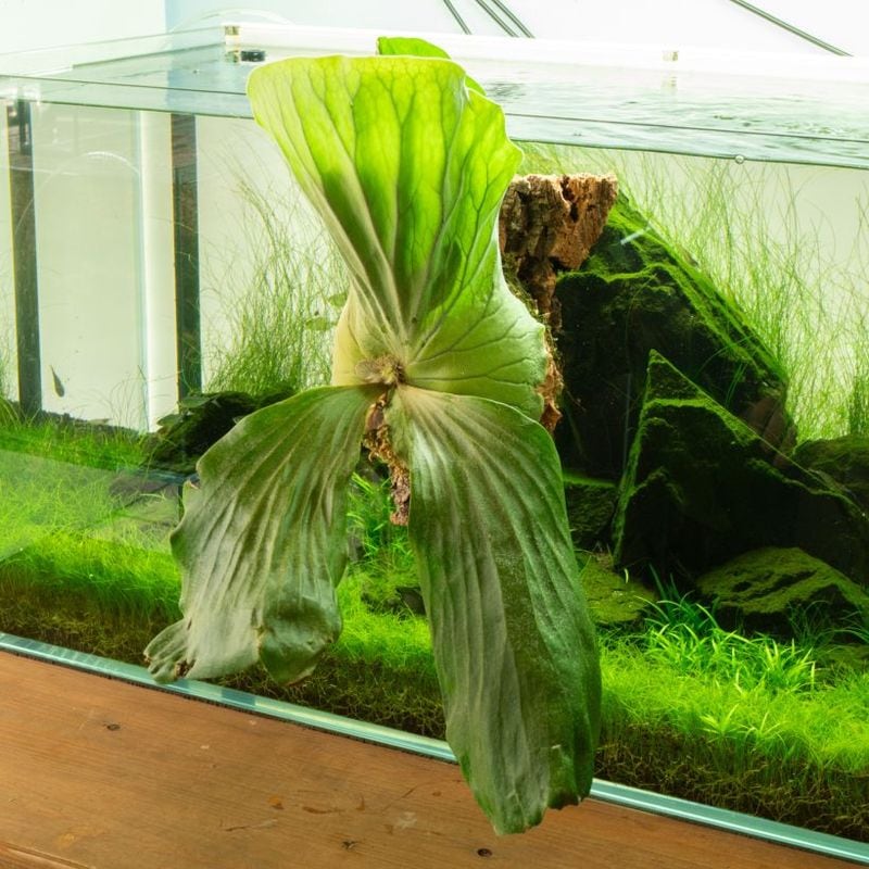 SantaMariaNobella ACQUA カキカキ SantaMariaNobella ACQUA カキカキサマセンヨウ