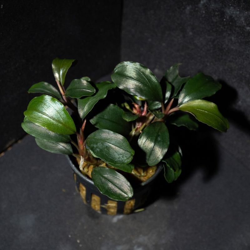 即購入OK‼️ブセファランドラ spブラックウェーブ溶岩石付き 即購入OK‼️ブセファランドラ spブラックウェーブ溶岩石付き