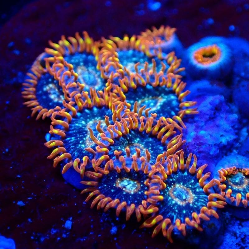 マメスナ(6) 種類　カラフル　フラグベース7cm 楽天市場】マメスナ フラグ（観賞魚｜熱帯魚・アクアリウム