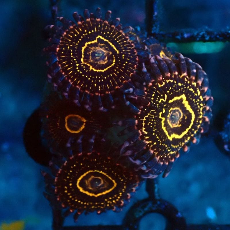 サンゴ,ソフトコーラル,マメスナギンチャク | Aquarium TALLMAN