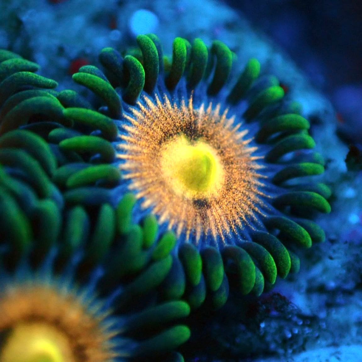 【レア物】コロナエキストラ ネオン マメスナ】Laser Lemon レーザーレモン | サンゴ,ソフトコーラル