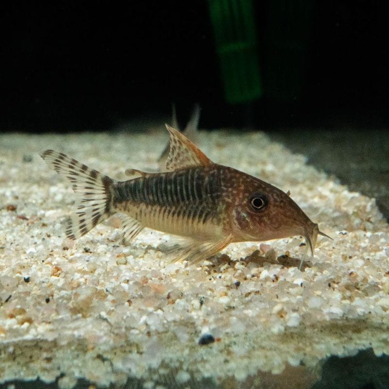 【Grande Man】コリドラス　セウシー　グアジャラミリン