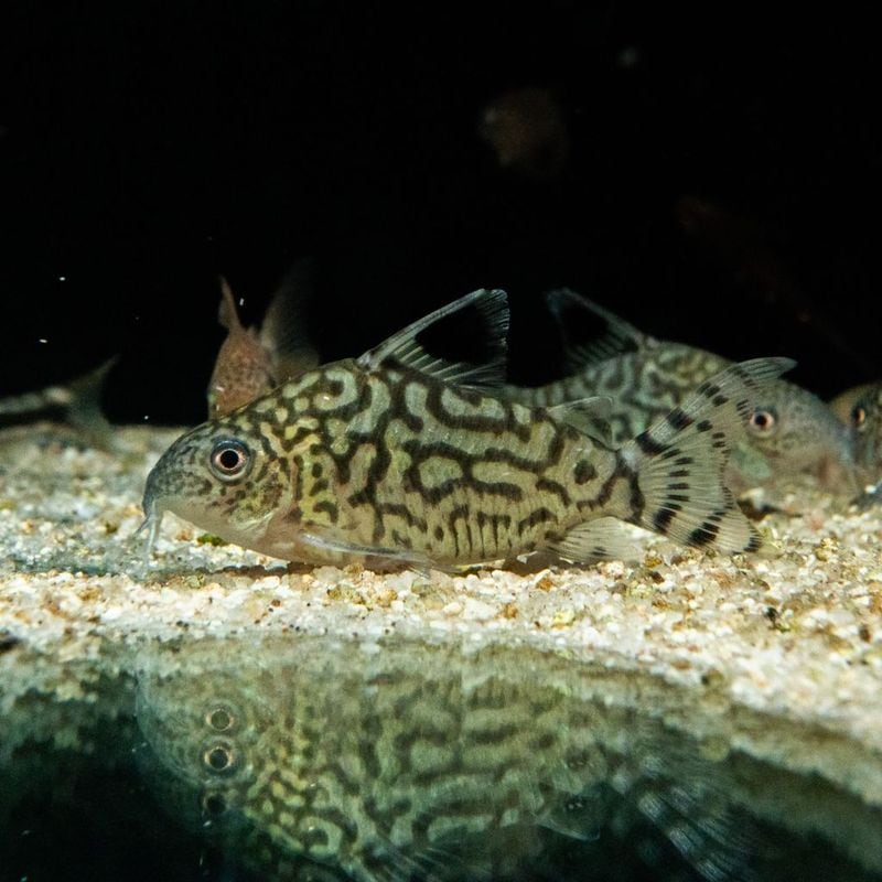 【Grande Man】コリドラス　レティキュラータス　ペルー