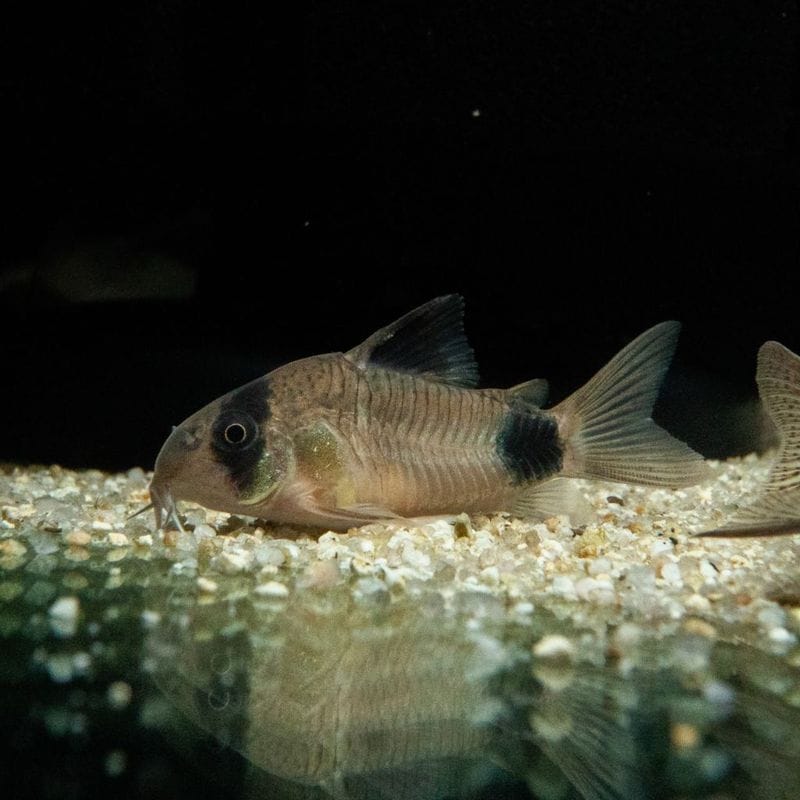 【Grande Man】コリドラス　パンダ　ペルー