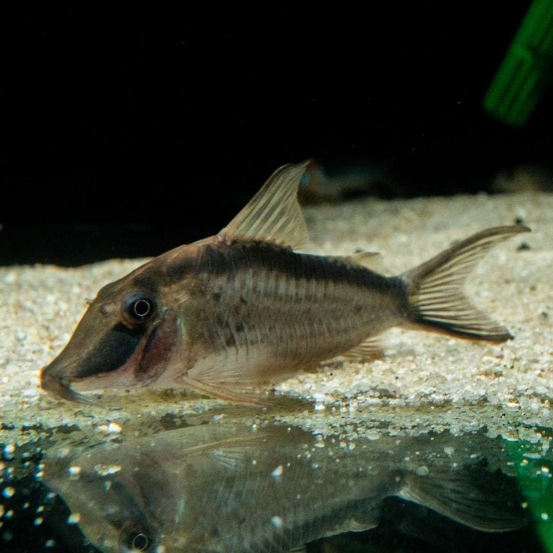 【Grande Man】コリドラス　ナルキッスス　イガラッペ タライーラ