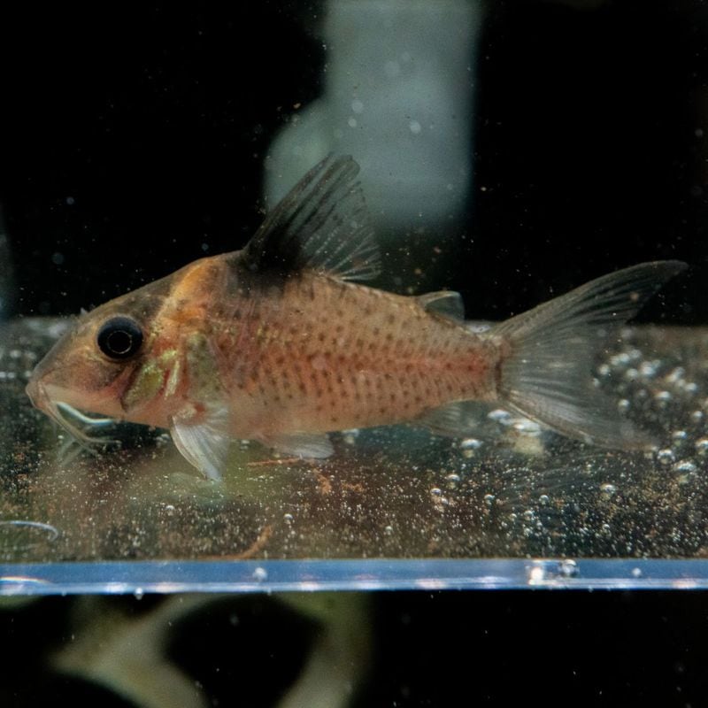 【Grande Man】コリドラスsp.　セミロングノーズパトリック