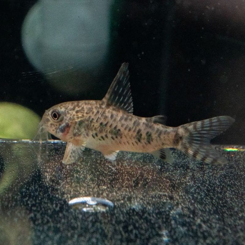 【Grande Man】コリドラスcf.　ロンギピニンス　中国ブリード