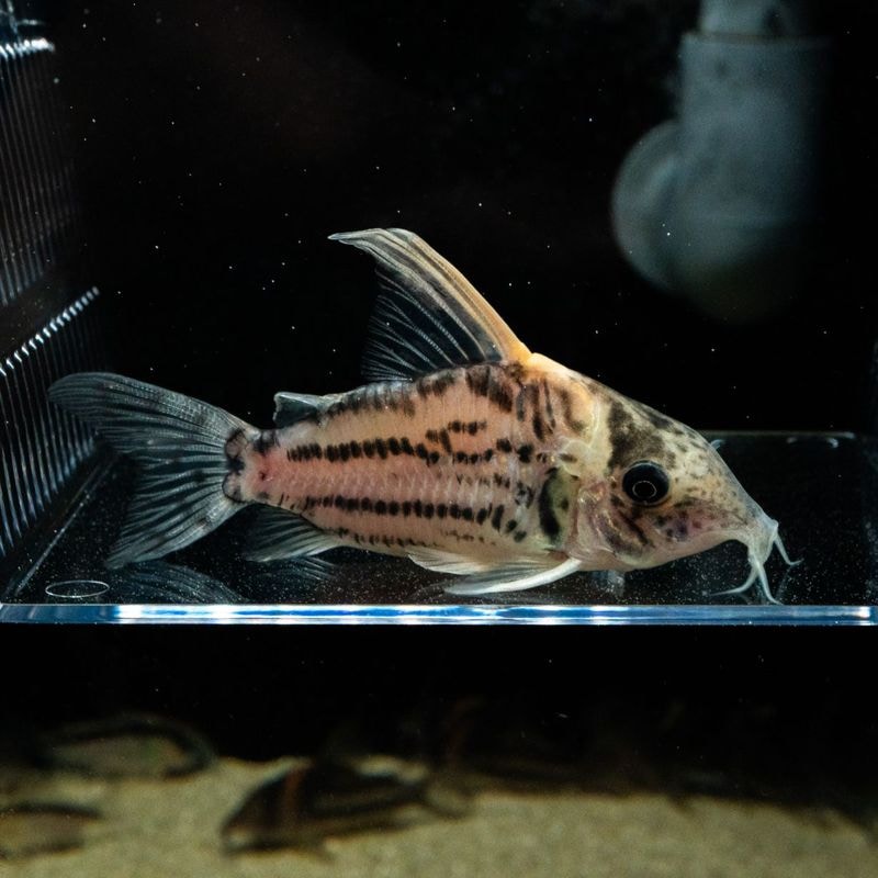 Grande Man】コリドラス フレーリッヒ | 〇【Grande Man