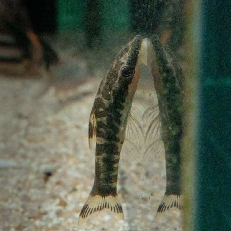 【Grande Man】ニューゼブラオトシン