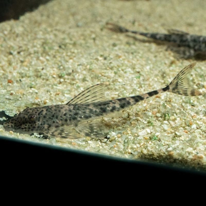 【Grande Man】ハルティア　プンクタータ