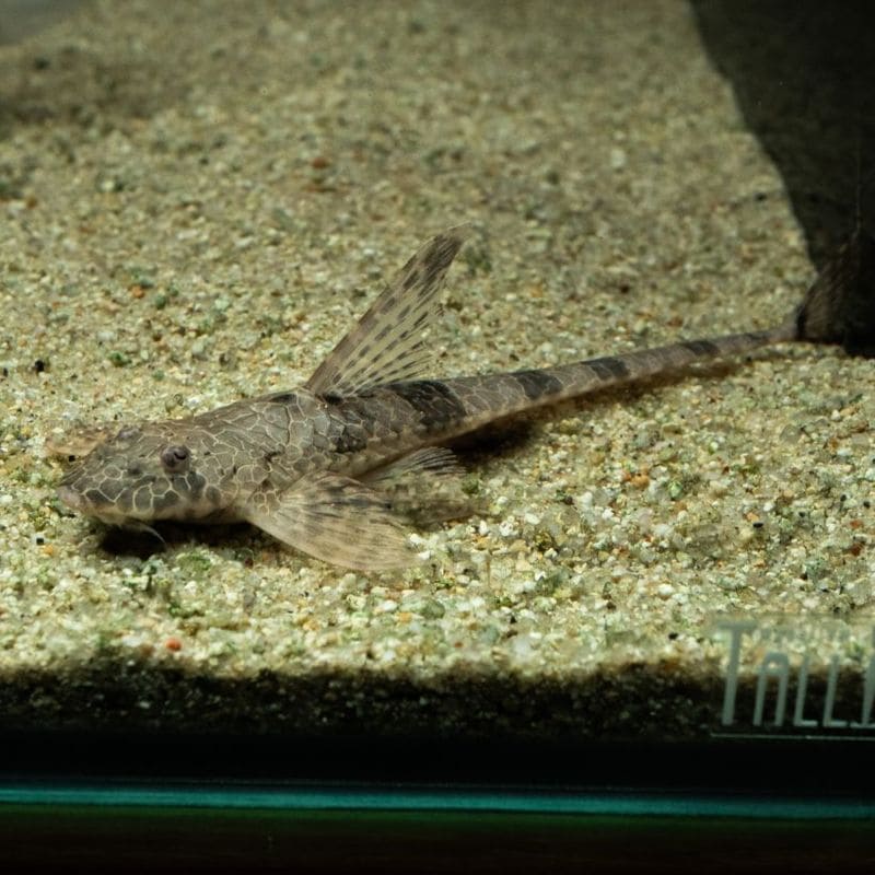 【Grande Man】リネロリカリア　テフェアナ　（2匹25,000円）