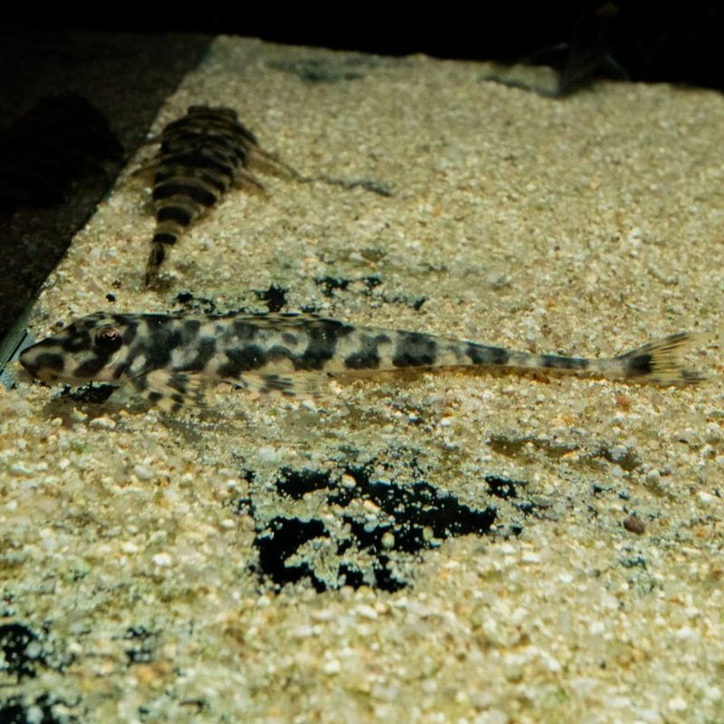 【Grande Man】ハルティア　スリナメンシス