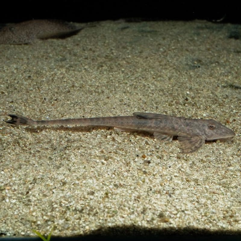 【Grande Man】ロリカリア　ラタ