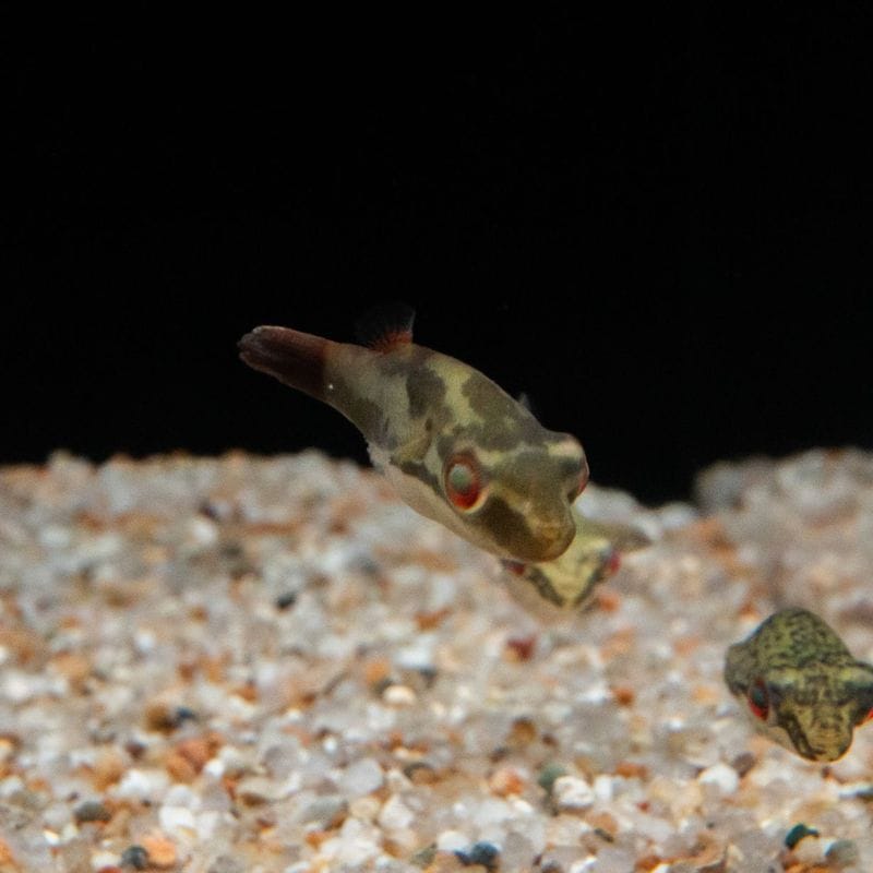 【Grande Man】レッドテールアカメフグ　（2匹3,480円）