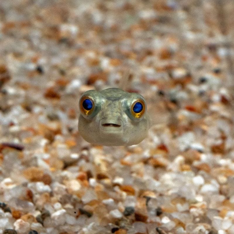 【Grande Man】テトラオドン　ファハカ