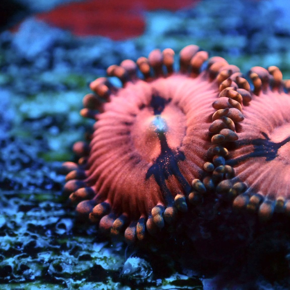 【サンゴ】ストラトスフィア　マメスナギンチャク　NO.1 ハイグレード サンゴ】ストラトスフィア ハイグレード 利根川珊瑚店＊ マメ