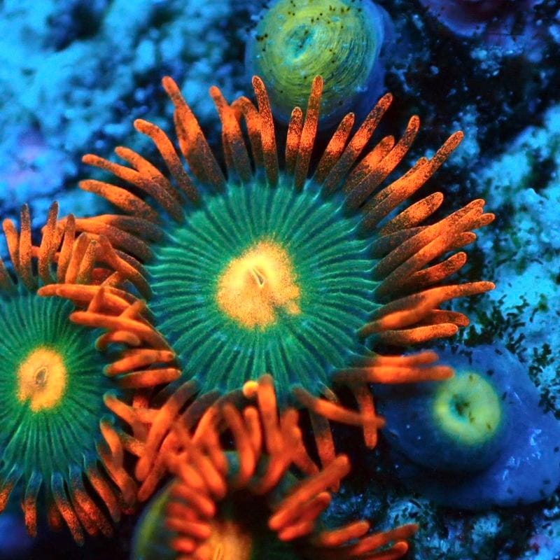 サンゴ,ソフトコーラル,マメスナギンチャク | Aquarium TALLMAN