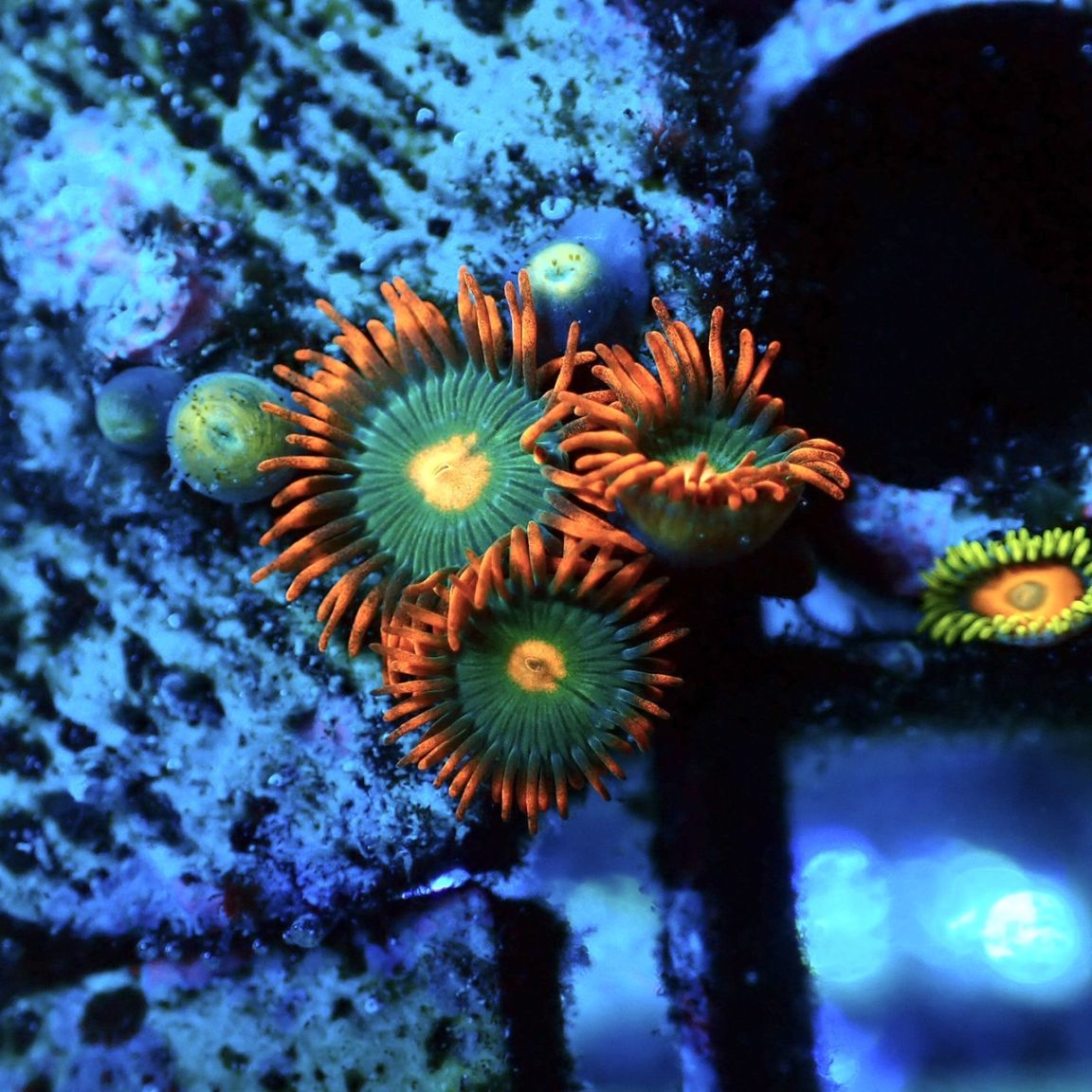 マメスナ】Gatorade ゲータレード | サンゴ,ソフトコーラル,マメ