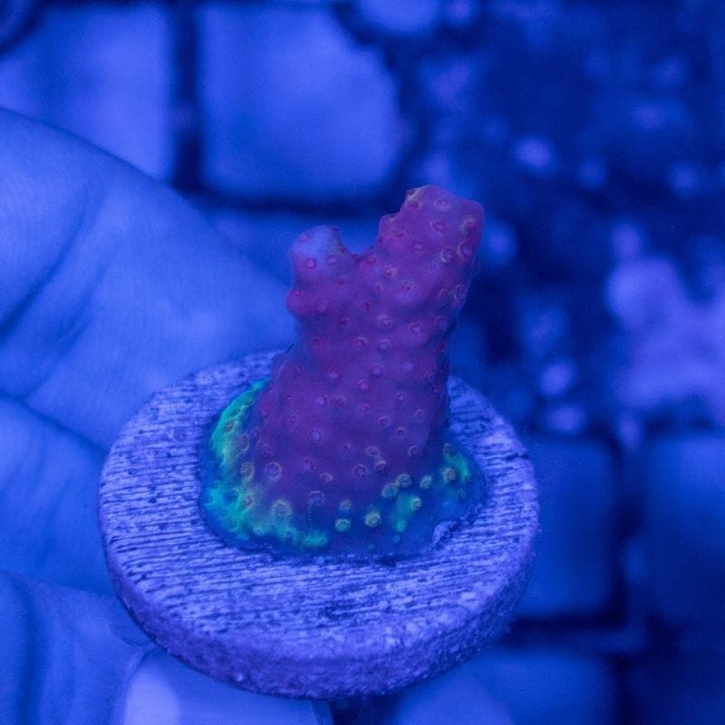 【CE(Coral Essentials)】Acropora ～Stag Pink～
