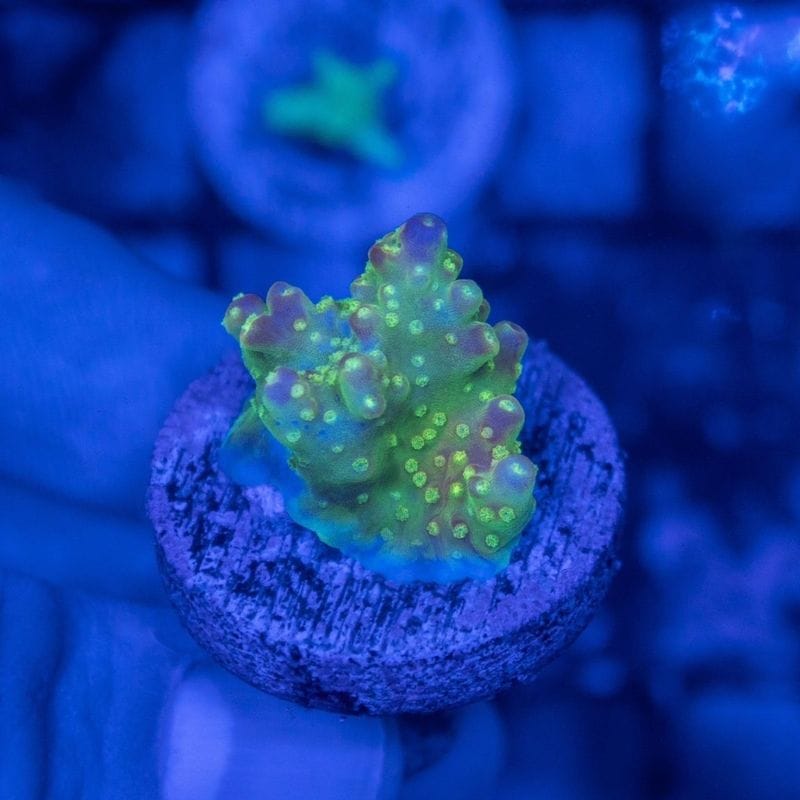 【CE(Coral Essentials)】Acropora ～ Pink Paletta～