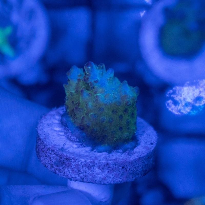 【CE(Coral Essentials)】Acropora 　～Aurora～