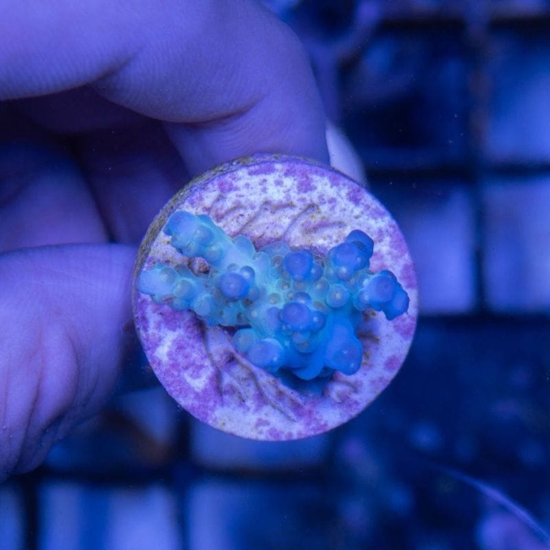 【CE(Coral Essentials)】Acropora 　～Pearl Ghost～