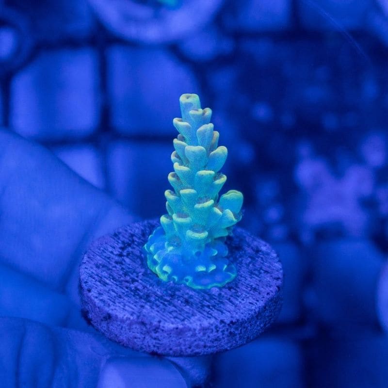 【CE(Coral Essentials)】Acropora 　～Tenuis Yellow～