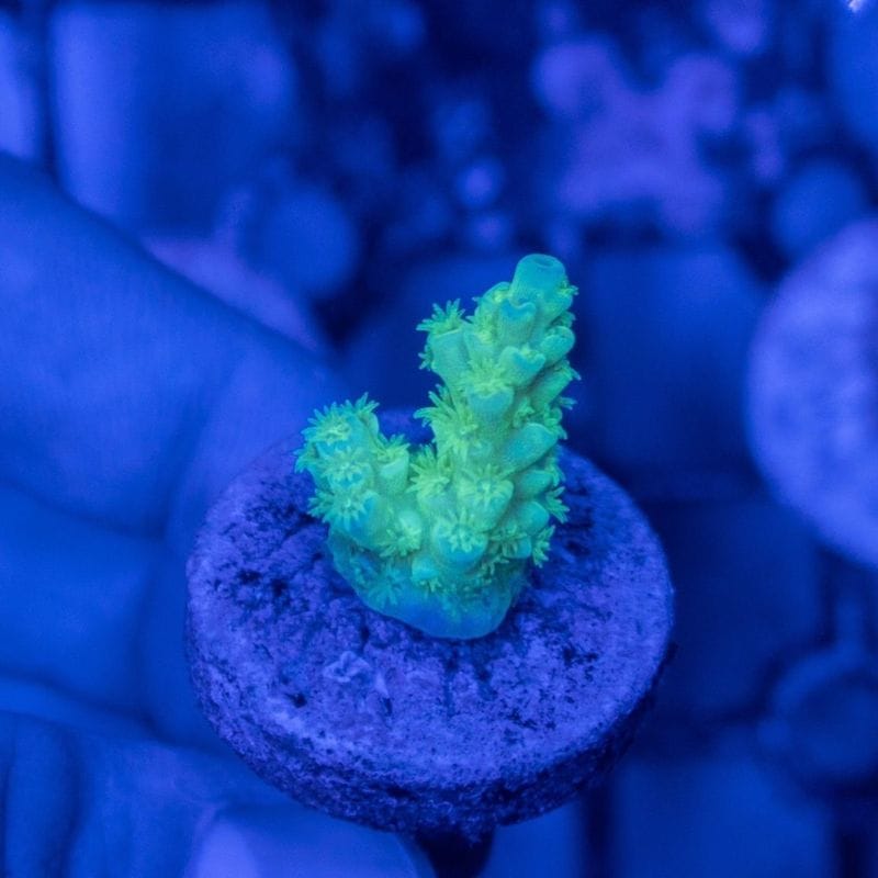 【CE(Coral Essentials)】Acropora 　～Tenuis Green ～